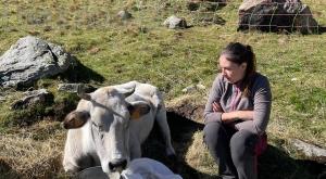 Coazze, non c’è l’elicottero: la mucca Emma muore in alpeggio