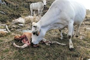 «I lupi attaccano anche mucche e bovini adulti»