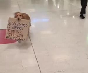 Rivoli, una carezza a Bobby contro la guerra