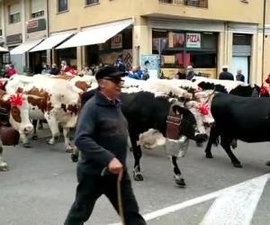 Condove: la desarpa attraversa le vie della Toma