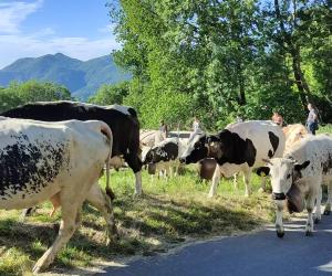 Condove: decine di bambini per la transumanza dai Gagnor