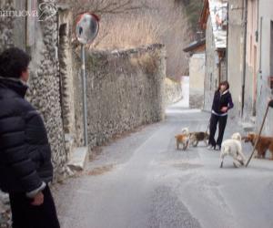In strada si trova di fronte due lupi