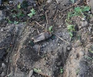È primavera, spuntano i residuati bellici