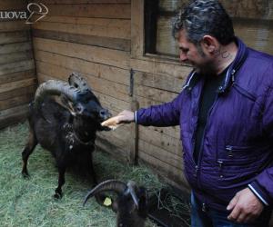 Se mamma è capra e papà uno stambecco