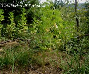 In manette per gli orticelli di marijuana