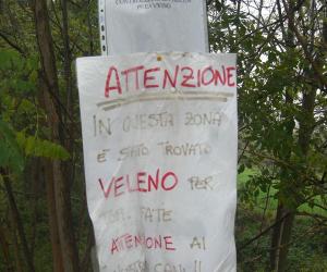 Due avvelenamenti in tre mesi: uccisa una colonia di gatti
