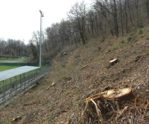Una strage di alberi sulle pendici del Musinè