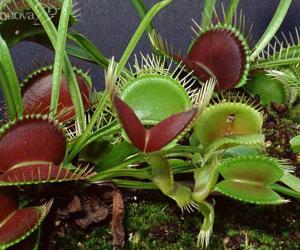 Disguido burocratico: chiude il giardino botanico Rea
