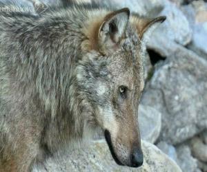 Oltre il confine si tornerà a sparare al lupo