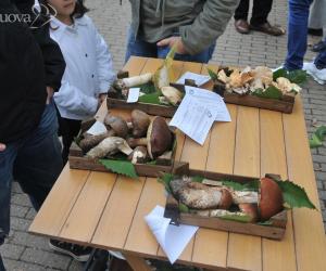 Pochi ma buoni: i funghi fanno il pienone