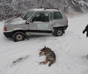 Prima neve e i lupi muoiono in strada