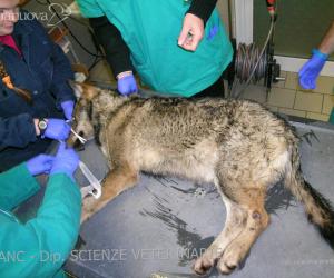 Lupa investita: è stata salvata dai veterinari