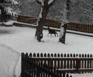 E ti ritrovi un "bambi" nel giardino di casa