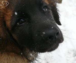 Fine anno senza botti se vuoi bene a Fido