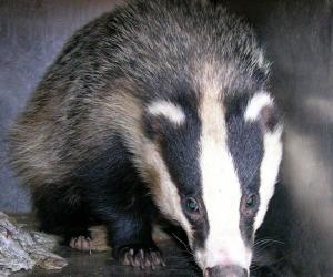 Tasso in strada salvato dal cuore di una giovane