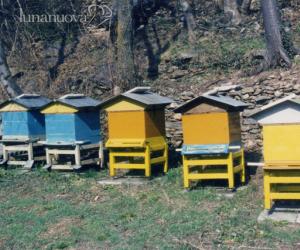 Alveari deserti, colpa dei pesticidi-killer