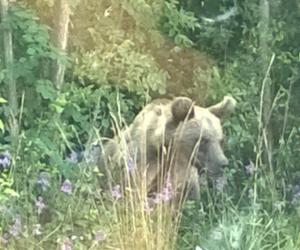 E l'orso ritorna sui monti
