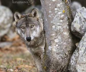 Life Wolfalps: 6 milioni per tutelare il lupo