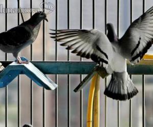 Raffica di proteste contro gli animali vivi al mercato
