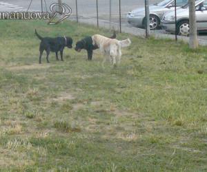 Bocconi avvelenati per i cani nei giardini