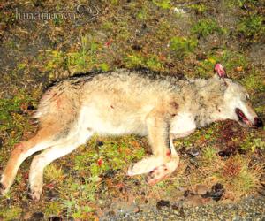 Un lupo morto in mezzo alla città