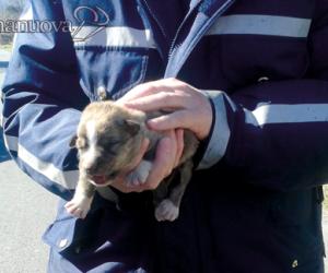Affoga i cuccioli e mena i volontari: uomo denunciato