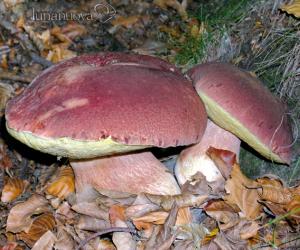 Funghi: tesserino 2015 senza marca da bollo