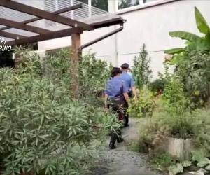 Rosta, coltivazione di marijuana nel giardino della ditta