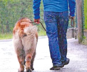 Esche avvelenate per cani in strada: «Un atto incivile»