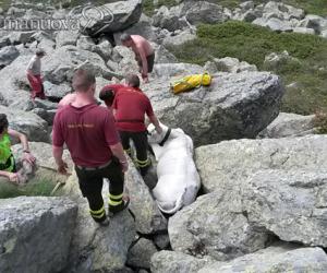Zampa incastrata fra le rocce: i pompieri salvano il vitello caduto