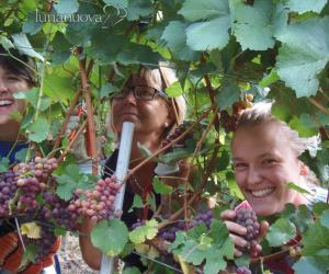 Vino: sarà un'ottima annata... anzi no