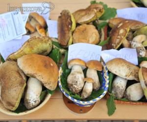 Tessere funghi: per ora niente sconto. Il commissario spiega perché
