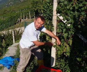 «Noi che riuniamo tutti i nostri amici per la vendemmia»