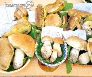 Un week-end di gusto tra Toma e fungo