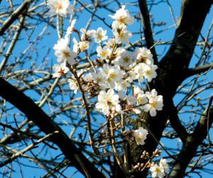 Dicembre, sboccia la primavera