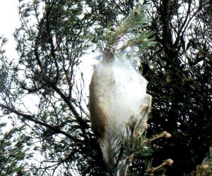 Allarme processionaria in alta valle: «Minacciate le nostre foreste di pino»
