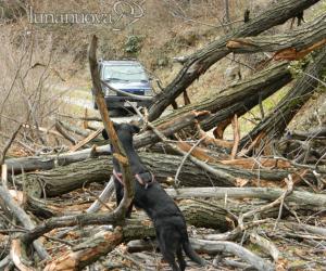 Crolla il castagno all'Argiassera, strada bloccata