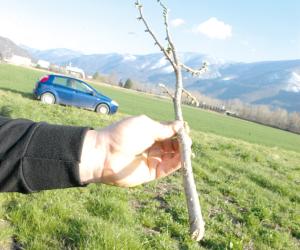Tagliati alla base tutti i noccioli
