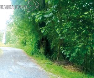 Taglio degli alberi lungo le strade: è polemica