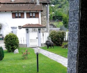 Susa: se nel giardino ti cresce un cinghiale...