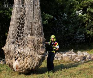 L'elicottero e il Soccorso alpino recuperano le 53 pecore folgorate