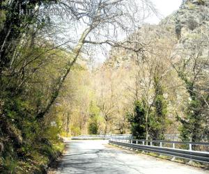 Condove, taglio delle piante: ultimatum per i proprietari