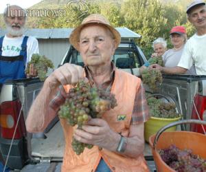 San Didero: Alfio, fare la vendemmia a 95 anni