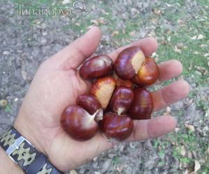 Week-end al sapor di castagne tra S.Giorio e Villardora
