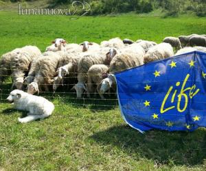 Nel parco Alpi Cozie arriva la pattuglia di cani anti-lupo