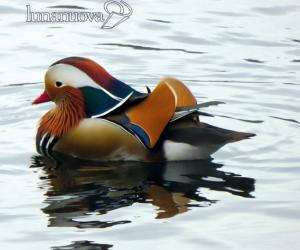 Avigliana, le specie abbandonate sul lago