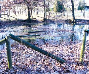Rosta, stagno Pessina: un paradiso abbandonato