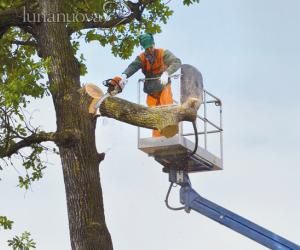Grugliasco, scoppia la polemica sul taglio degli alberi al parco Champagnat