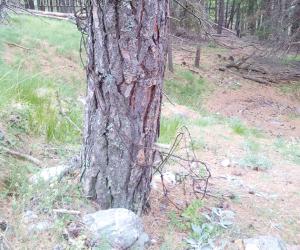 Oulx, pericolo nel bosco: trappole per biker e motociclisti