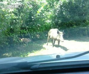 Villarfocchiardio: il cinghiale carica vicino alle case, subito abbattuto